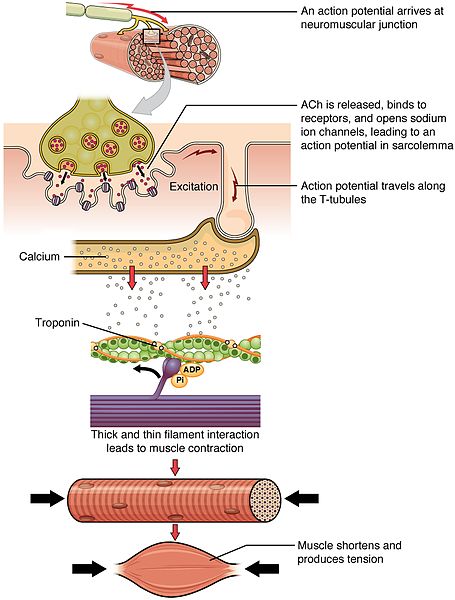 What Is Smooth Muscle Contraction