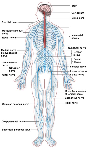 Difference Between Spinal Cord and Spinal Column