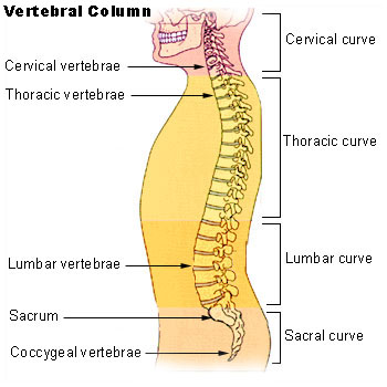 Main Difference - Spinal Cord vs Spinal Column
