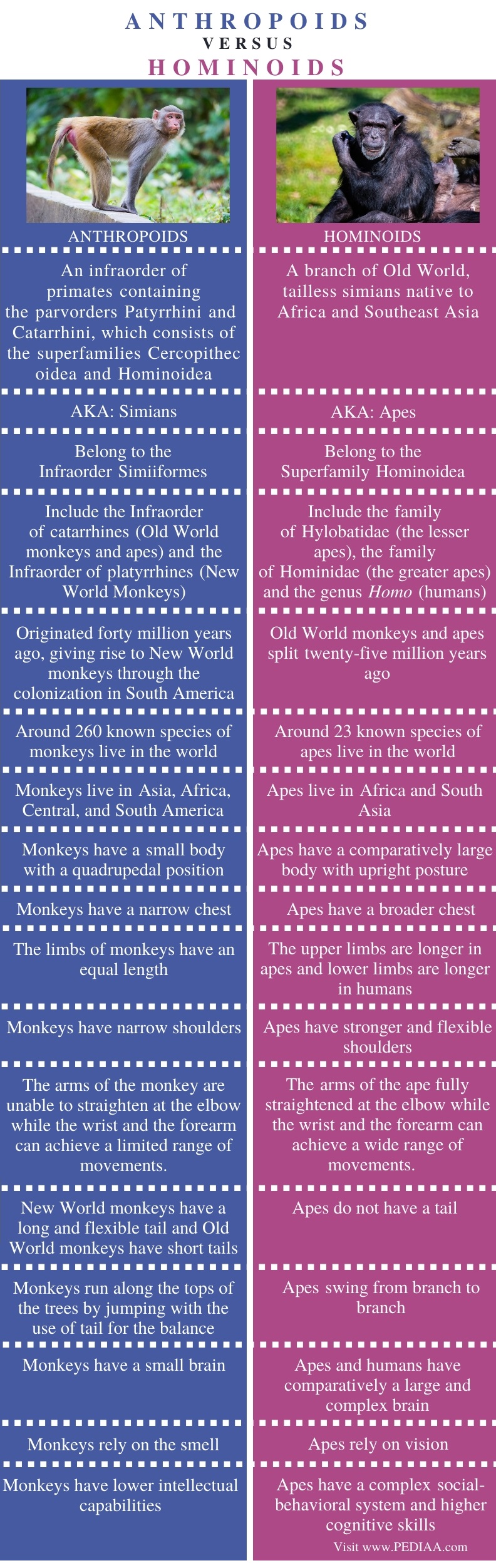 What is the Difference Between Anthropoids and Hominoids