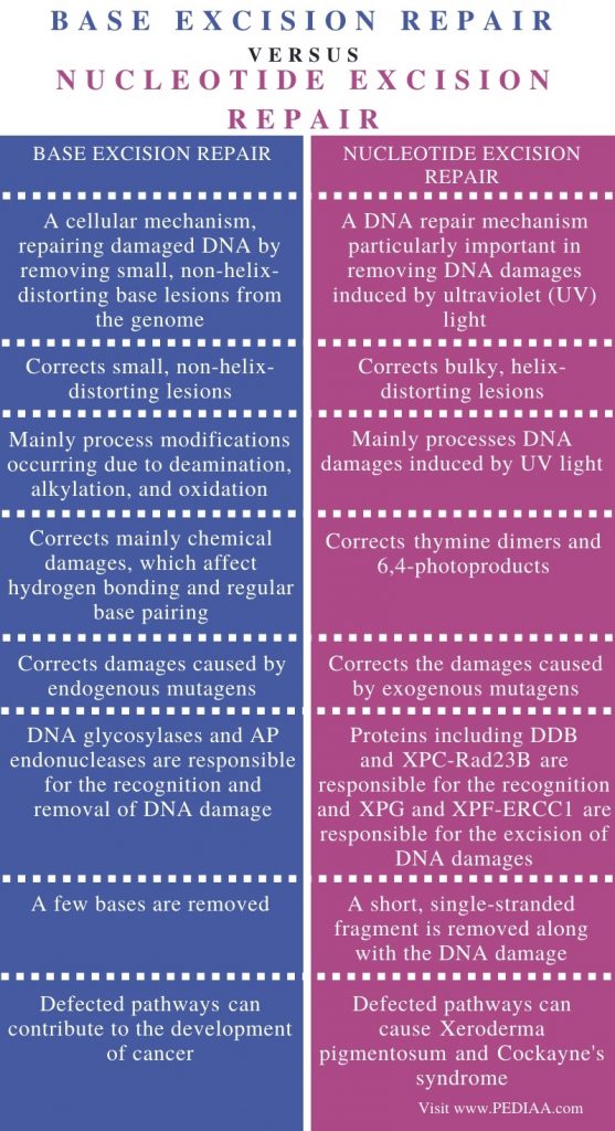 what-is-the-difference-between-base-excision-repair-and-nucleotide