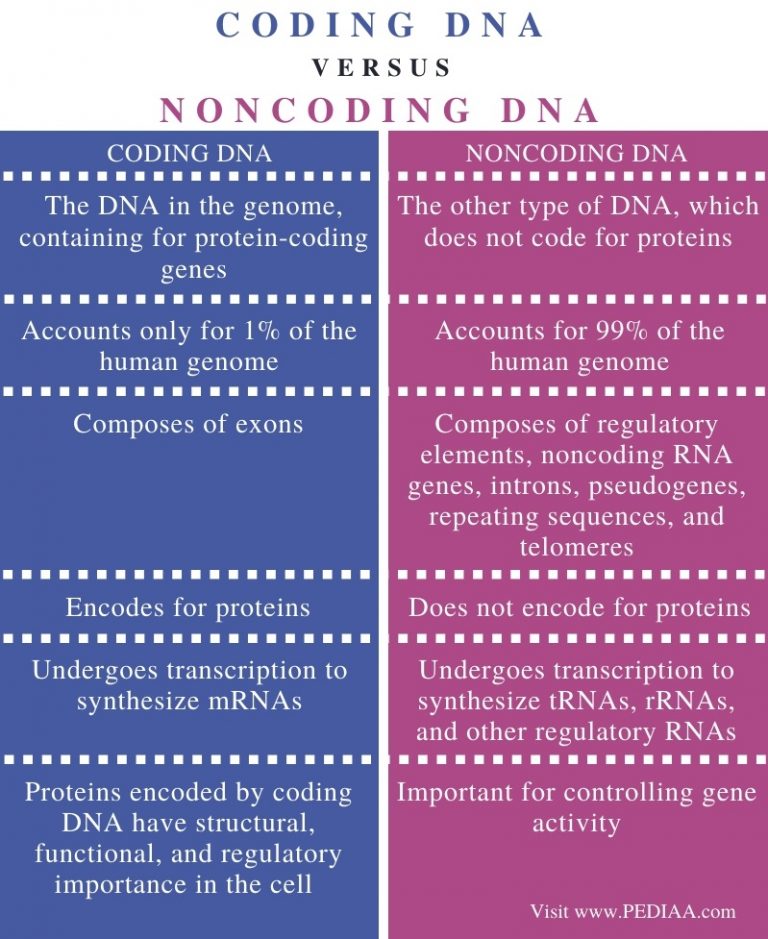 What is the Difference Between Coding and Noncoding DNA