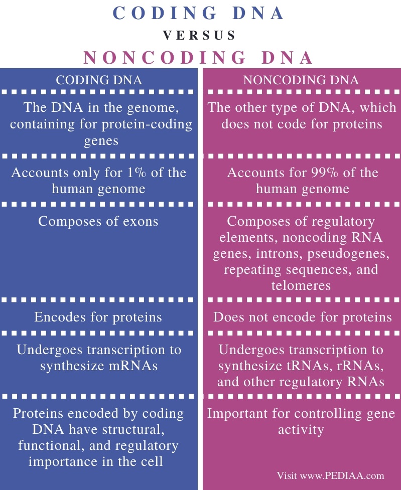 What is the Difference Between Coding and Noncoding DNA Pediaa Com