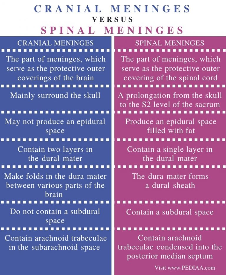 What is the Difference Between Cranial and Spinal Meninges - Pediaa.Com
