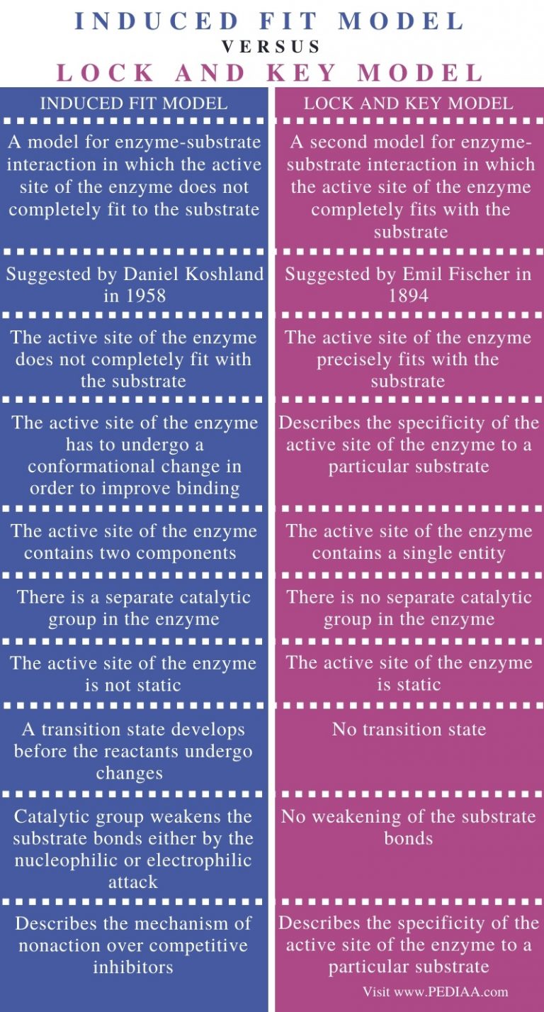 lock and key hypothesis vs induced fit