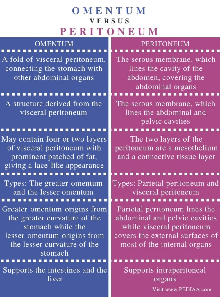 What is the Difference Between Omentum and Peritoneum - Pediaa.Com