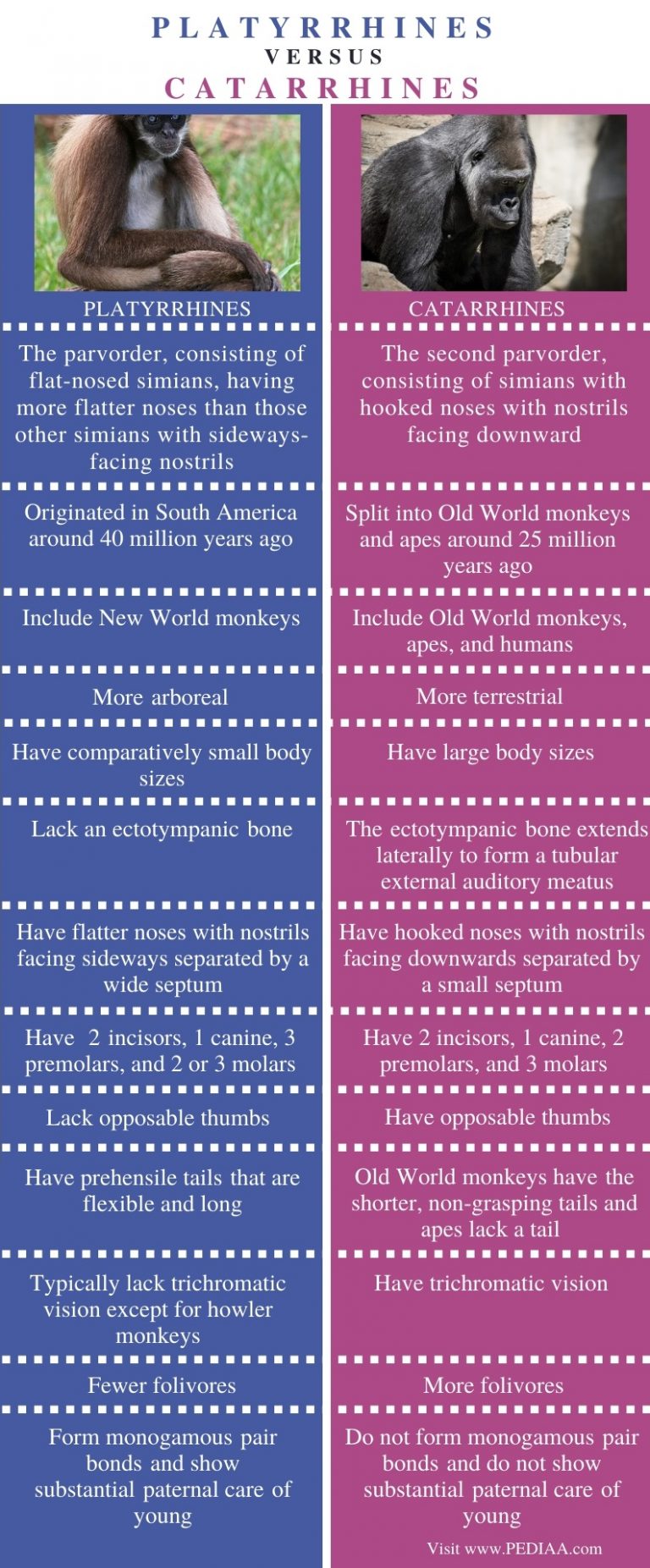 What is the Difference Between Platyrrhines and Catarrhines