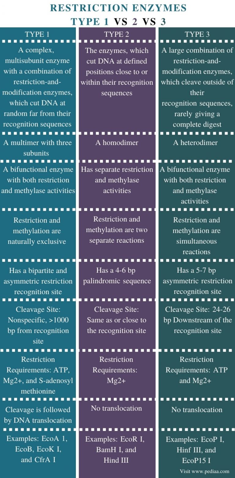 Type 2 Restriction Endonuclease Examples