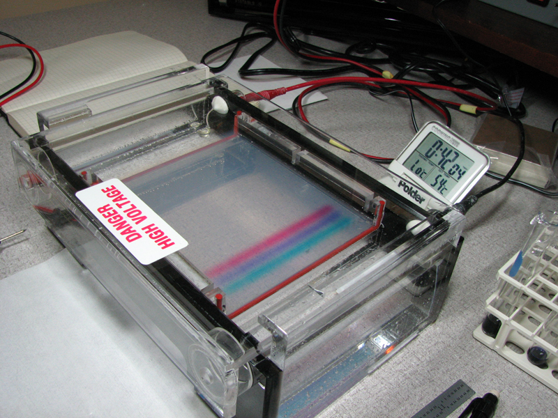 Agarose vs Polyacrylamide