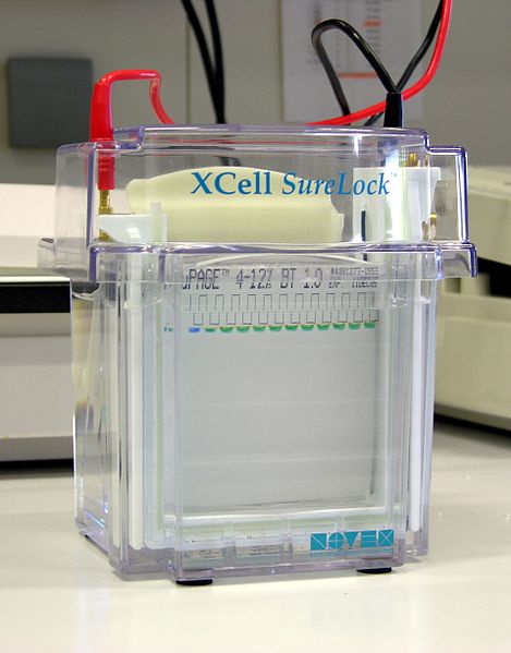 What is the Difference Between Agarose and Polyacrylamide