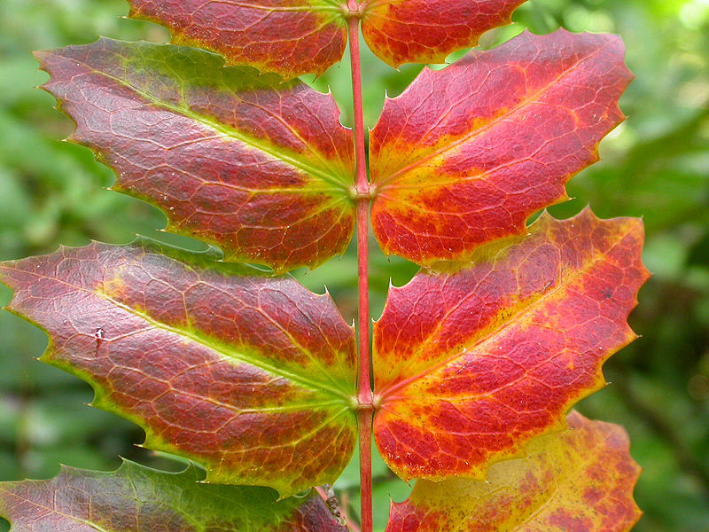 Main Difference - Aging vs Senescence