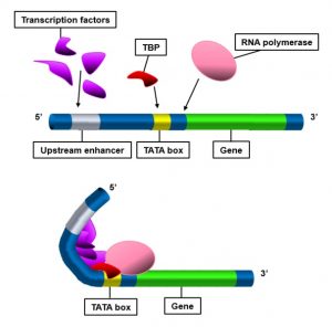 What is the Difference Between Coding and Noncoding DNA - Pediaa.Com