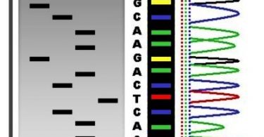 Difference Between DNA Profiling and DNA Sequencing