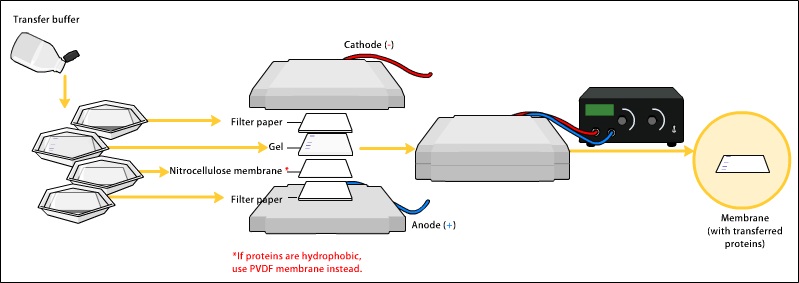 Difference Between Nitrocellulose and PVDF Membrane