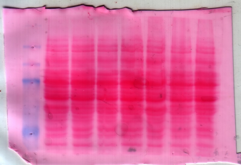 Main Difference - Nitrocellulose vs PVDF Membrane