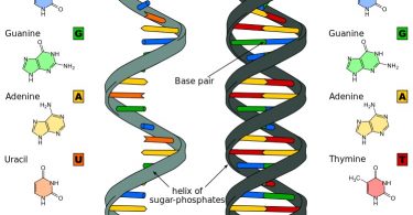 What is the Difference Between Oligonucleotide and Polynucleotide