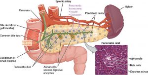 What is the Difference Between Pancreas and Spleen - Pediaa.Com