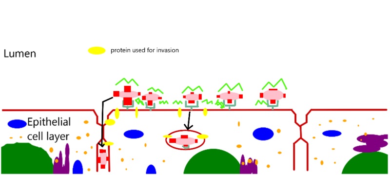 Compare Pathogenicity with Virulence