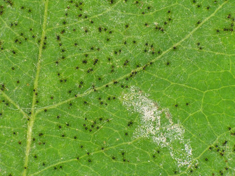 What is the Difference Between Powdery and Downy Mildew