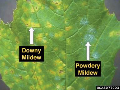 Difference Between Powdery and Downy Mildew