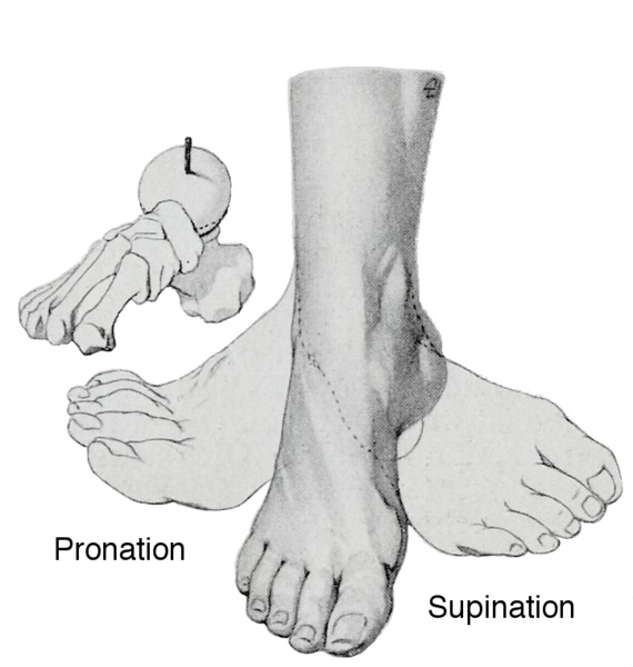 Difference Between Pronation and Supination