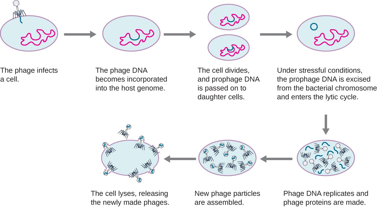 Main Difference - Prophage vs Provirus