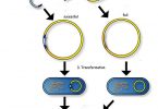 What is the Difference Between Restriction Enzymes Type 1 2 and 3
