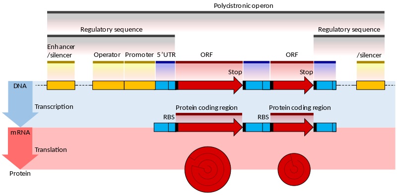 Prokaryotic and Eukaryotic Gene Expression