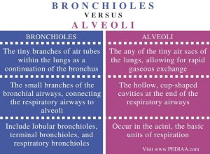 What is the Difference Between Bronchioles and Alveoli - Pediaa.Com