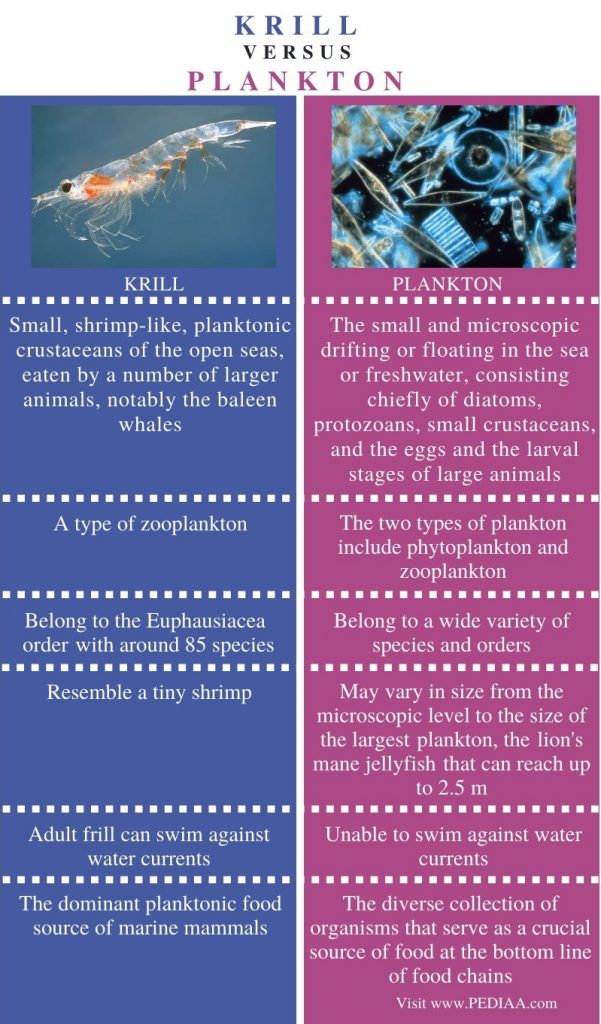 What is the Difference Between Krill and Plankton - Pediaa.Com