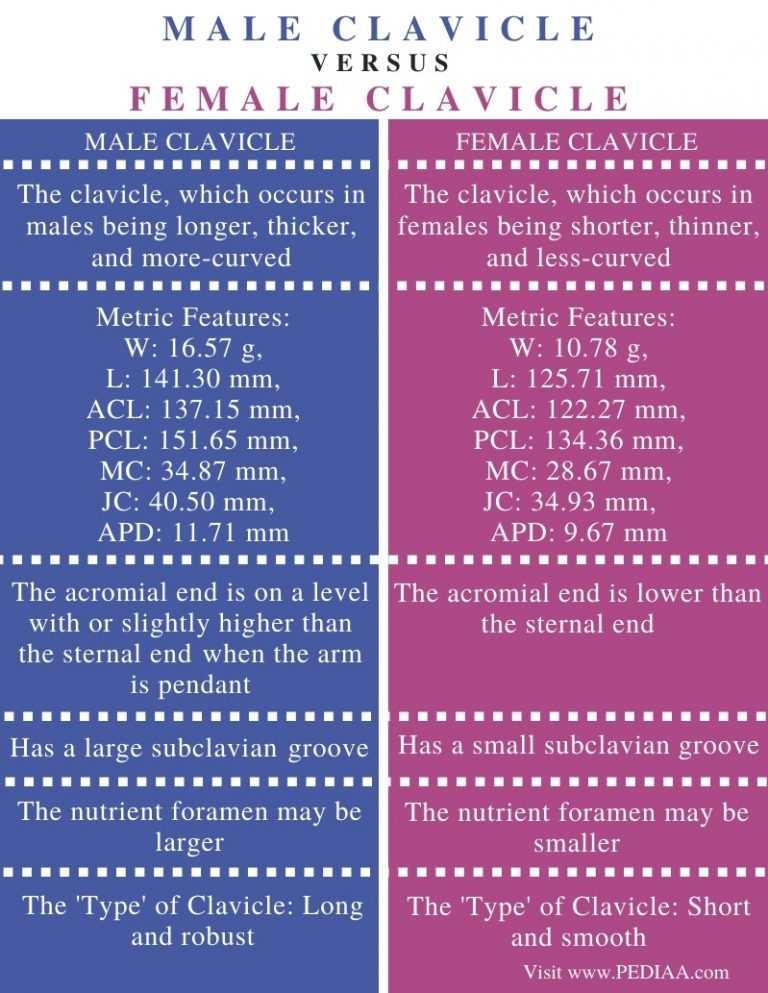 What Is The Difference Between Male And Female Clavicle Pediaa