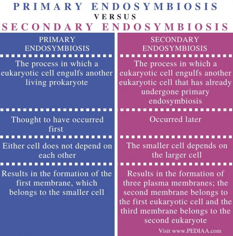 What is the Difference Between Primary and Secondary Endosymbiosis