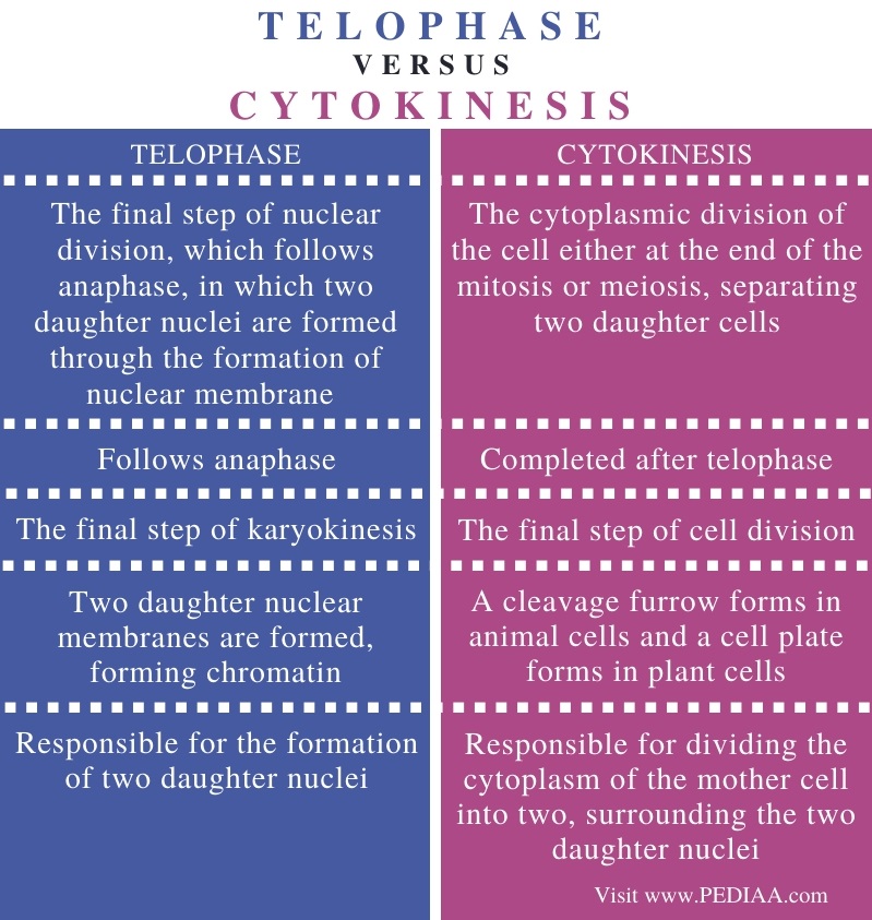 Difference Between Telophase and Cytokinesis - Comparison Summary