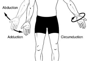 What is the Difference Between Hip and Pelvis - Pediaa.Com