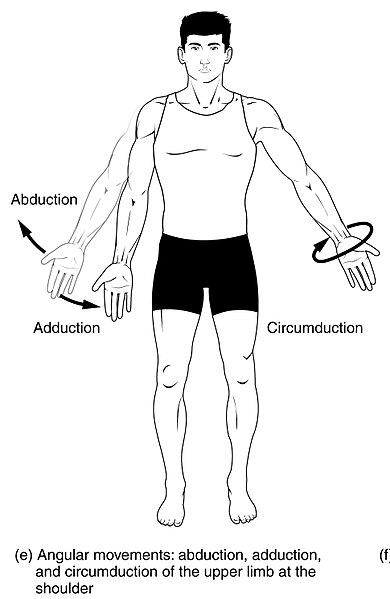 What is the Difference Between Abduction and Adduction - Pediaa.Com