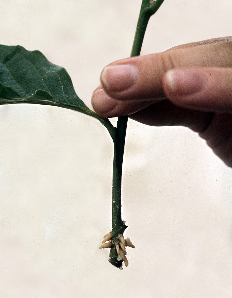 Difference Between Adventitious and Inadvertent