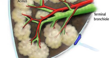 What is the Difference Between Bronchioles and Alveoli