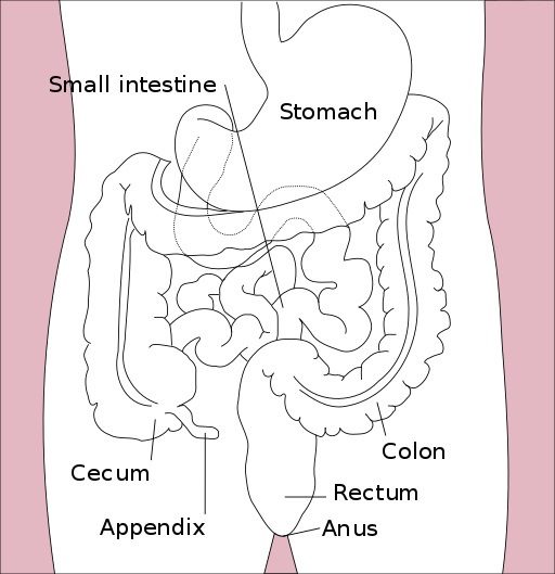 Difference Between Elimination and Excretion