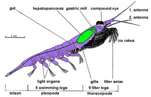 What is the Difference Between Krill and Plankton - Pediaa.Com