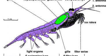 Difference Between Krill and Plankton