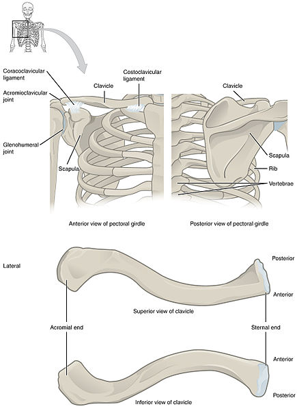 What is the Difference Between Male and Female Clavicle - Pediaa.Com