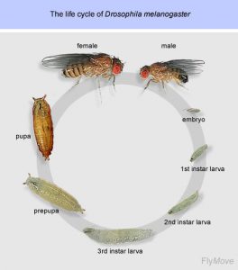 What is the Difference Between Male and Female Fruit Flies - Pediaa.Com