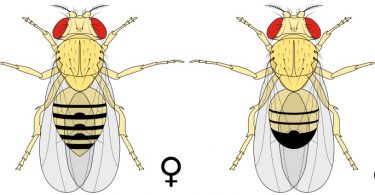 What is the Difference Between Male and Female Fruit Flies