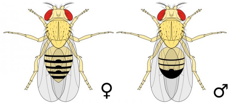What Is The Difference Between Male And Female Fruit Flies Pediaa