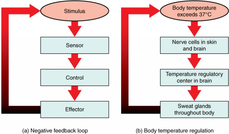 Qual A Diferen a Entre Homeostase Com Feedback Positivo E Negativo 