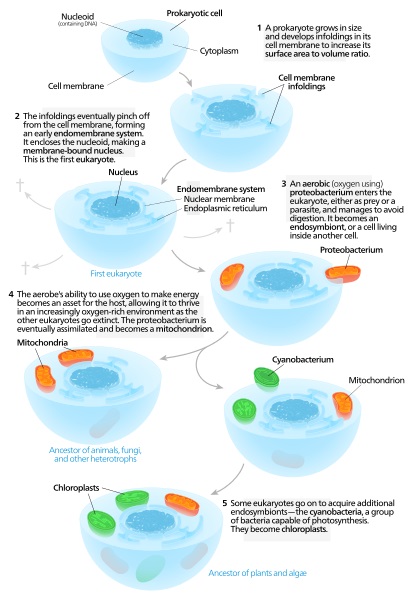 What Is The Difference Between Primary And Secondary Endosymbiosis ...