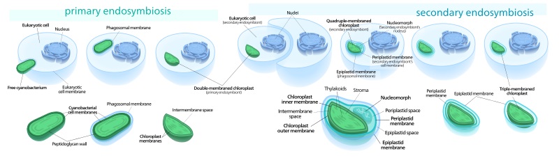 Primary And Secondary Endosymbiosis