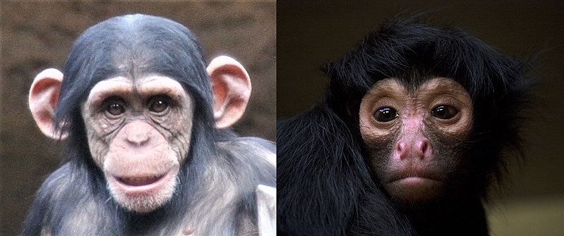 Main Difference - Prosimians vs Anthropoids