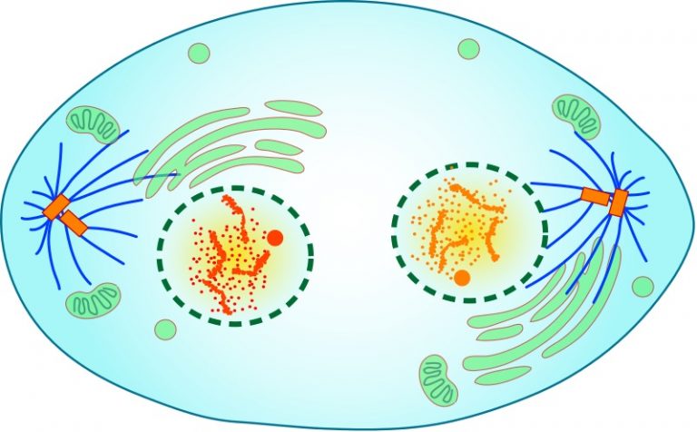 What is the Difference Between Telophase and Cytokinesis Biology Diagrams