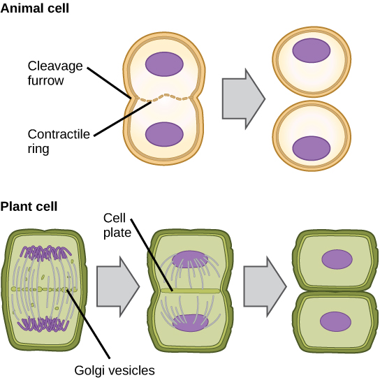 what-is-the-difference-between-telophase-and-cytokinesis-pediaa-com